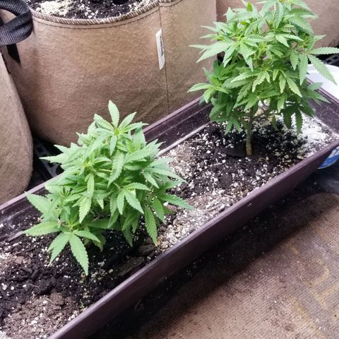 Jr Mints x MAC1 growlog timeline photo
