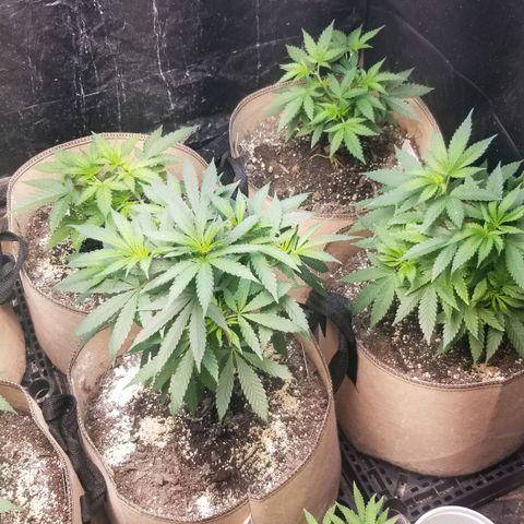BBC x MAC1 growlog timeline photo