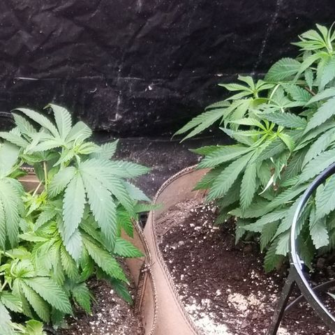 Sour Diesel growlog timeline photo