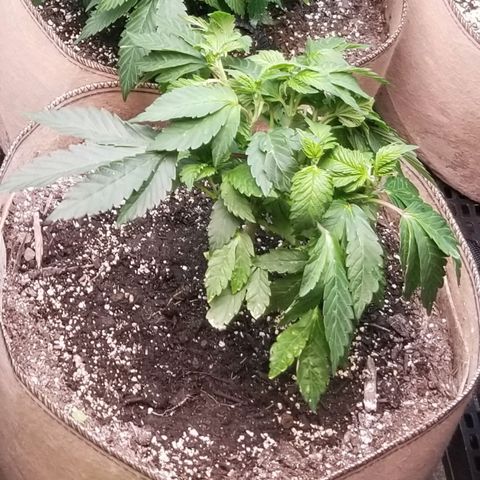 Dosidos Fortune Cookies growlog timeline photo