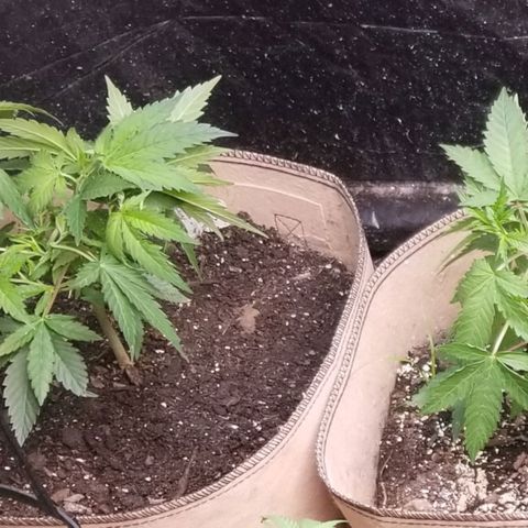BBC x MAC1 growlog timeline photo