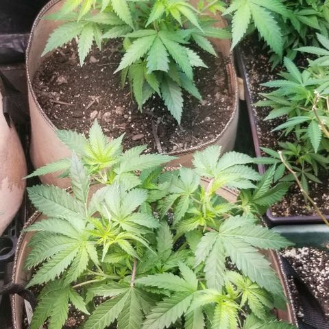 BBC x MAC1 growlog timeline photo