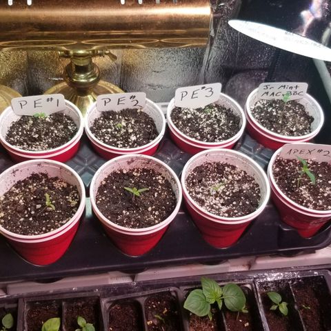 Pineapple Express  growlog timeline photo