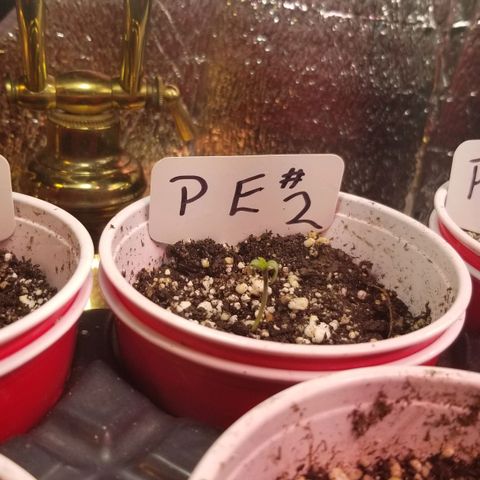 Pineapple Express  growlog timeline photo