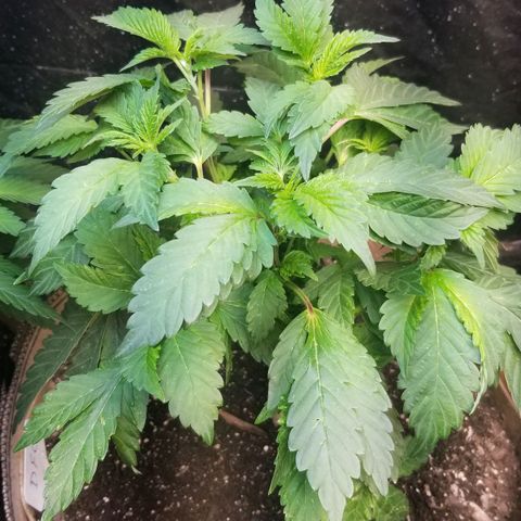 Dosidos Fortune Cookies growlog timeline photo