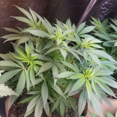 Sour Diesel growlog timeline photo