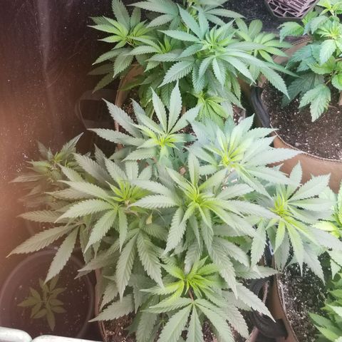 Sour Diesel growlog timeline photo