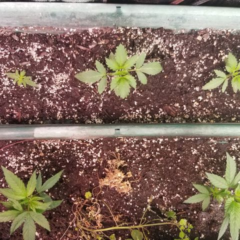 GMO x Purple Sweets growlog timeline photo