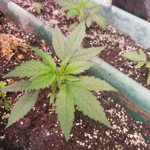 GMO x Purple Sweets growlog timeline photo