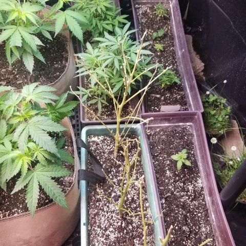 GMO x Purple Sweets growlog timeline photo