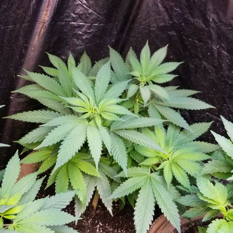 Sour Diesel growlog timeline photo