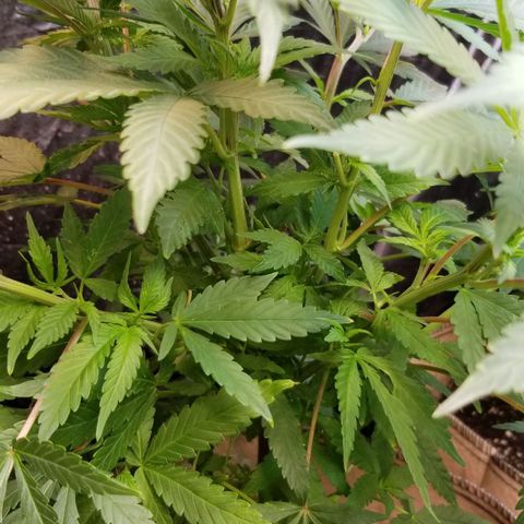 Sour Diesel growlog timeline photo