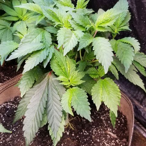Dosidos Fortune Cookies growlog timeline photo
