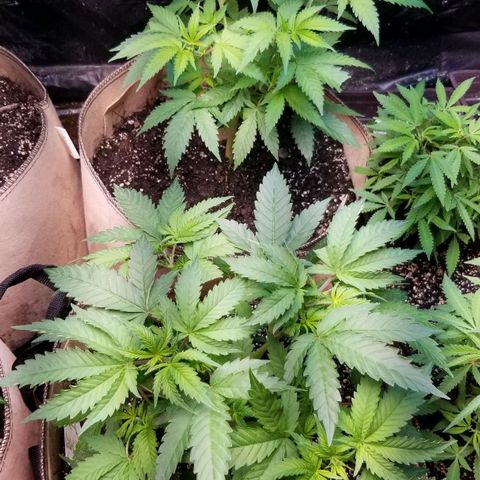 BBC x MAC1 growlog timeline photo