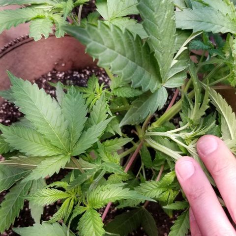 BBC x MAC1 growlog timeline photo