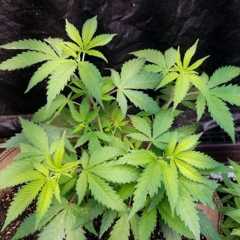 BBC x MAC1 growlog timeline photo