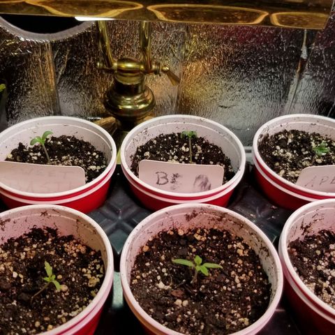 Pineapple Express  growlog timeline photo