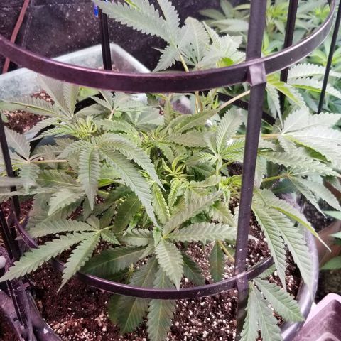 Jr Mints x MAC1 growlog timeline photo