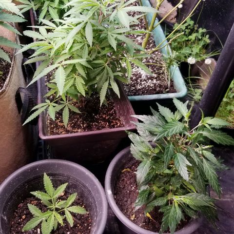 Jr Mints x MAC1 growlog timeline photo