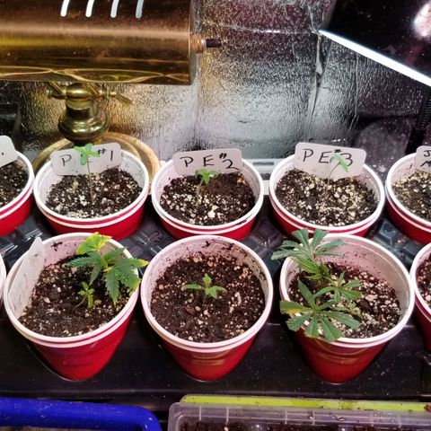 Pineapple Express  growlog timeline photo