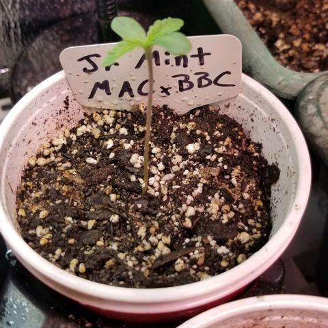 Jr Mints x MAC1 growlog timeline photo