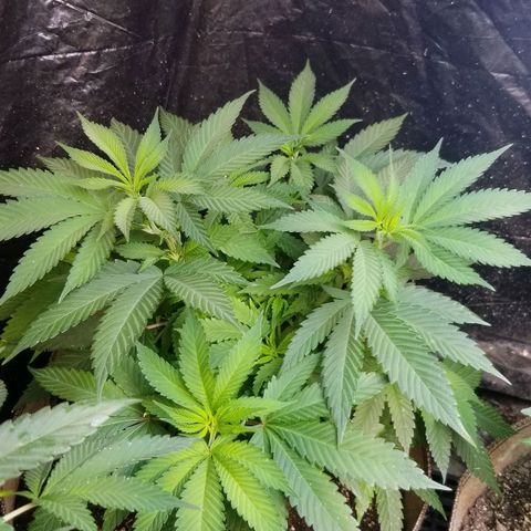 Sour Diesel growlog timeline photo