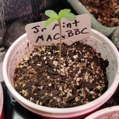 BBC x MAC1 growlog timeline photo