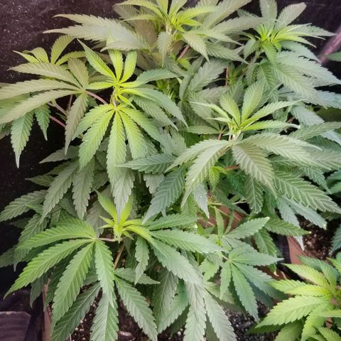 Sour Diesel growlog timeline photo