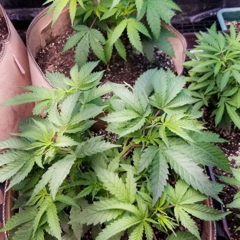 BBC x MAC1 growlog timeline photo