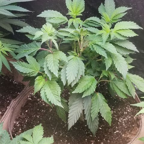Dosidos Fortune Cookies growlog timeline photo