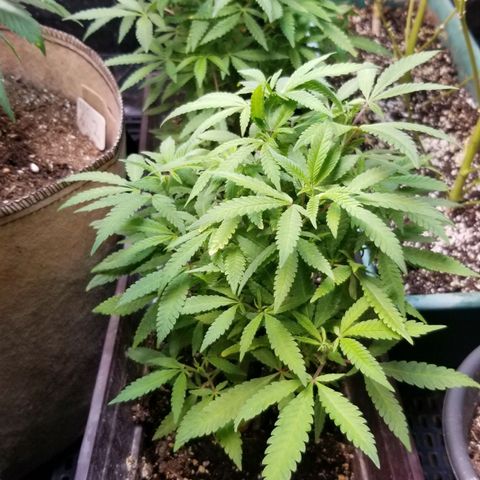 Jr Mints x MAC1 growlog timeline photo