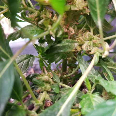 Jr Mints x MAC1 growlog timeline photo