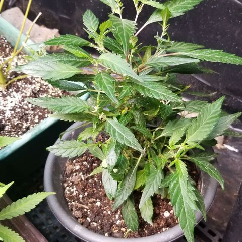 Jr Mints x MAC1 growlog timeline photo