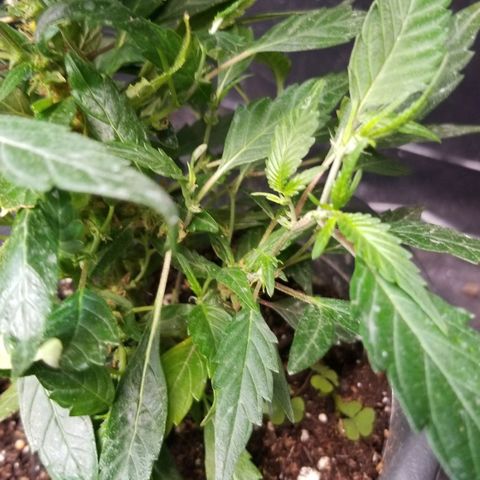 Jr Mints x MAC1 growlog timeline photo