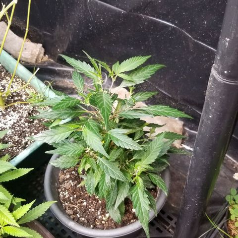 Jr Mints x MAC1 growlog timeline photo