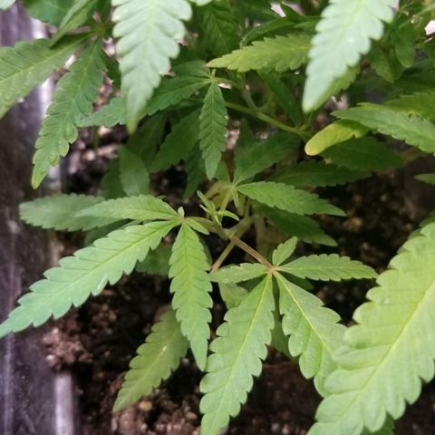 Jr Mints x MAC1 growlog timeline photo
