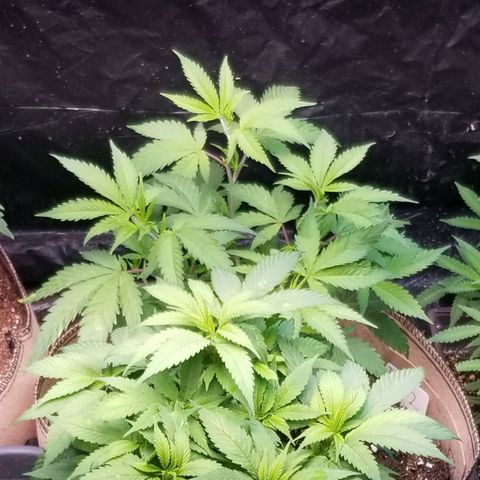 BBC x MAC1 growlog timeline photo