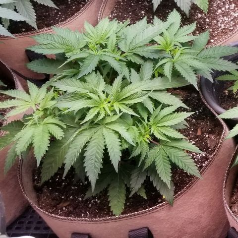 BBC x MAC1 growlog timeline photo