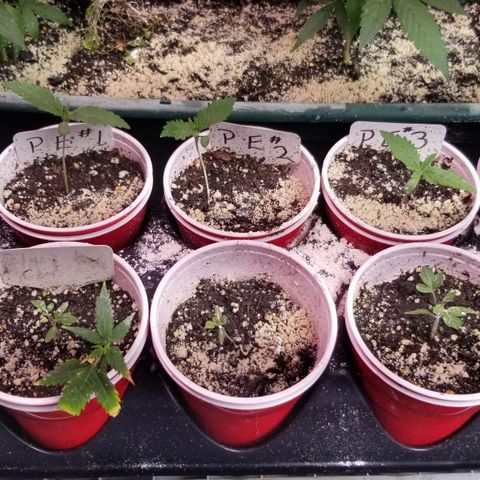Pineapple Express  growlog timeline photo