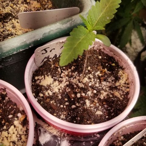 BBC x MAC1 growlog timeline photo