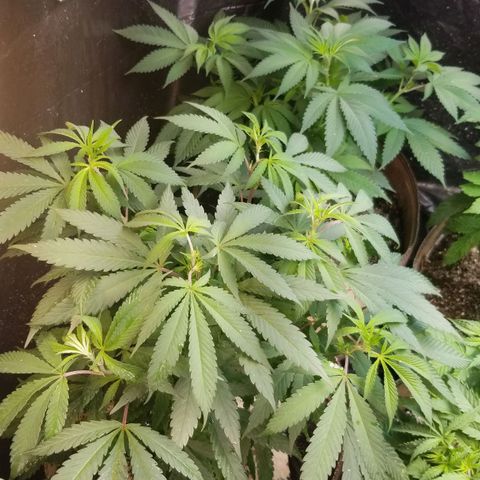 Sour Diesel growlog timeline photo