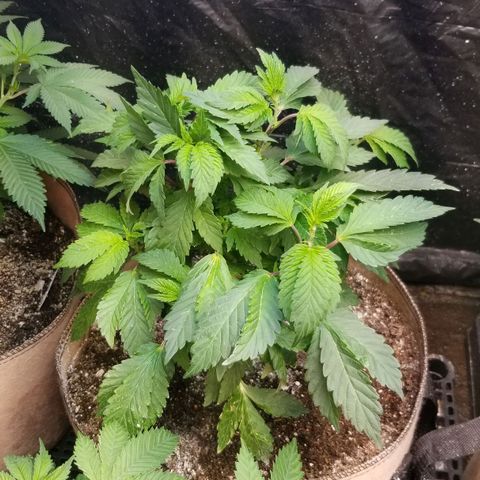 Dosidos Fortune Cookies growlog timeline photo