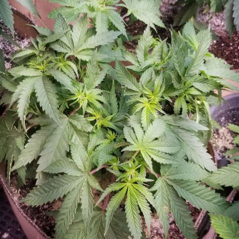 BBC x MAC1 growlog timeline photo