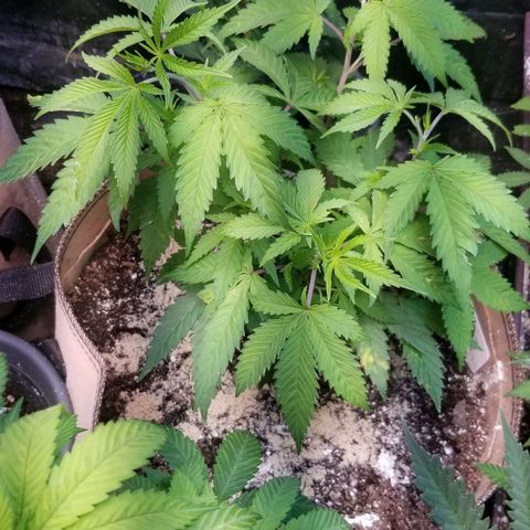 BBC x MAC1 growlog timeline photo