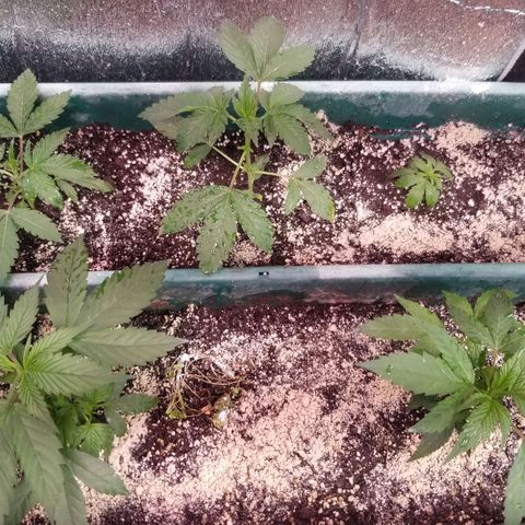 GMO x Purple Sweets growlog timeline photo