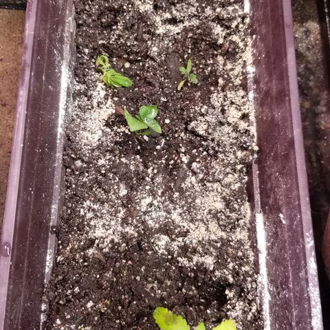 GMO x Purple Sweets growlog timeline photo