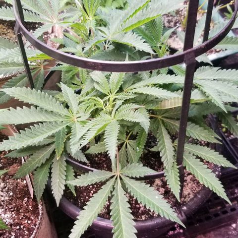 Jr Mints x MAC1 growlog timeline photo