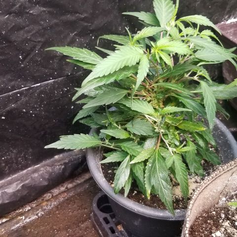 Jr Mints x MAC1 growlog timeline photo