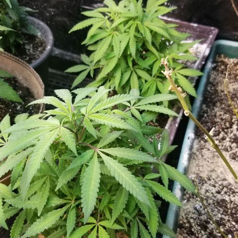 Jr Mints x MAC1 growlog timeline photo