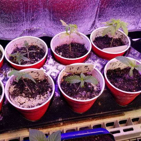 Pineapple Express  growlog timeline photo
